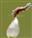  Pistil